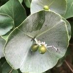 Lonicera reticulata Leaf