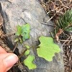 Adenocaulon bicolor Feuille