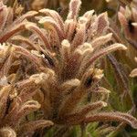 Castilleja nana Fruit