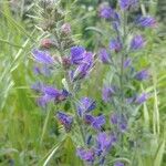 Echium vulgare Flower