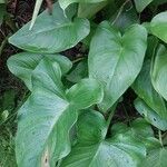 Calla palustris Blad