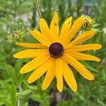 Rudbeckia subtomentosa Floare