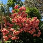 Mussaenda philippicaFlower