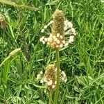 Plantago argenteaFlower