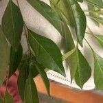 Fraxinus griffithii ᱥᱟᱠᱟᱢ