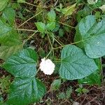 Clerodendrum chinense Hábito