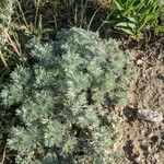 Artemisia frigida Blatt