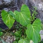 Philodendron gloriosum Fuelha