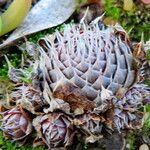 Orostachys spinosa Hoja
