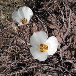 Calochortus bruneaunis Fiore