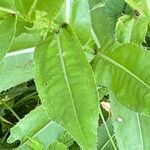 Cirsium monspessulanum Leaf