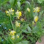 Primula veris অভ্যাস