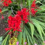 Crocosmia aurea Λουλούδι