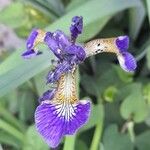 Iris sibirica Blodyn