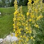 Verbascum lychnitis 花