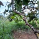 Curatella americana Flors
