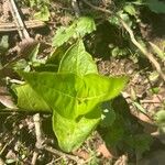 Mirabilis longiflora পাতা