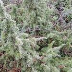 Juniperus communis Облик