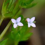 Sherardia arvensis Flor