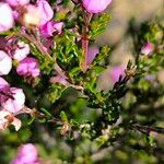 Erica umbellata Leaf