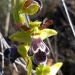 Ophrys omegaifera Flower