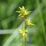 Carex echinata Φρούτο