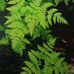 Gymnocarpium dryopteris Blatt