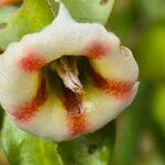 Trichodesma marsabiticum Flower