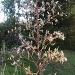 Lactuca canadensis Цветок