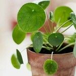 Pilea peperomioides Leaf