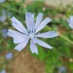 Cichorium endiviaCvet