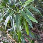 Searsia lancea Blatt