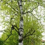 Betula pubescens Bark