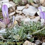 Astragalus vesicarius Vekstform