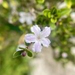 Serissa japonica Flower