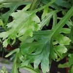 Pteris cretica Blatt