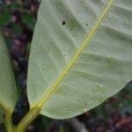 Garcinia benthamiana 葉