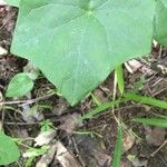 Passiflora lutea Leaf