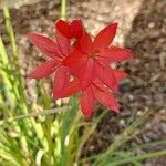 Hesperantha coccineaFlower