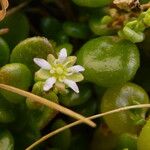 Polycarpon polycarpoides Flower