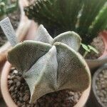 Astrophytum myriostigmaLeaf