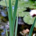 Acorus calamus Feuille