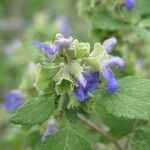 Salvia ballotiflora फूल