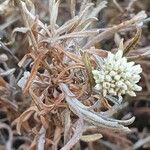 Helichrysum globosum Folio