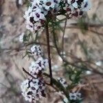 Lobularia maritima Blomst