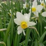 Narcissus tazetta Цвят