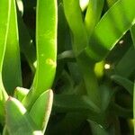 Carpobrotus chilensis Hoja