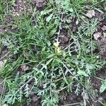 Sisymbrella aspera Hábito