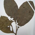 Ocotea amazonica Máis