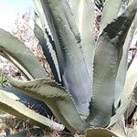 Agave asperrima Leaf